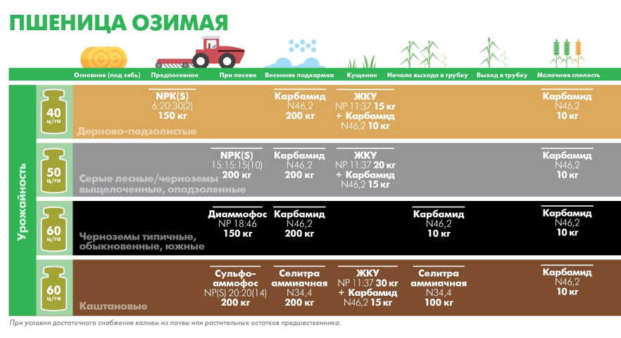 Пшеница озимая