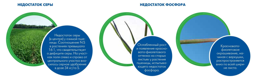 Недостаток серы / Недостаток фосфора