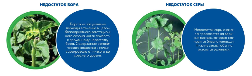 Недостаток бора / Недостаток серы