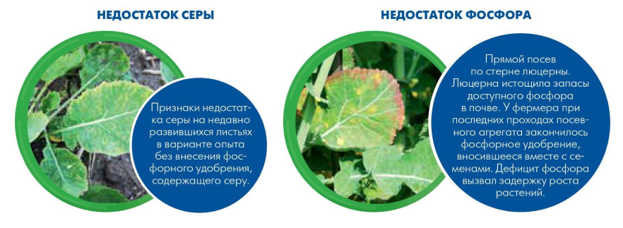 Недостаток серы / Недостаток фосфора