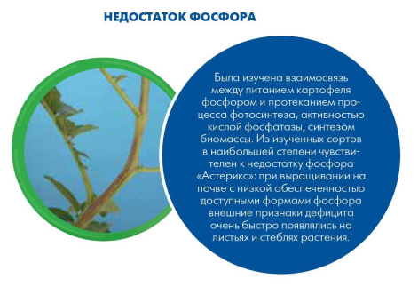 Недостаток фосфора