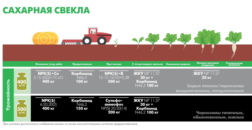 Сахарная свекла