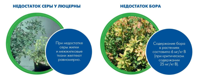 Недостаток серы у люцерны / Недостаток бора